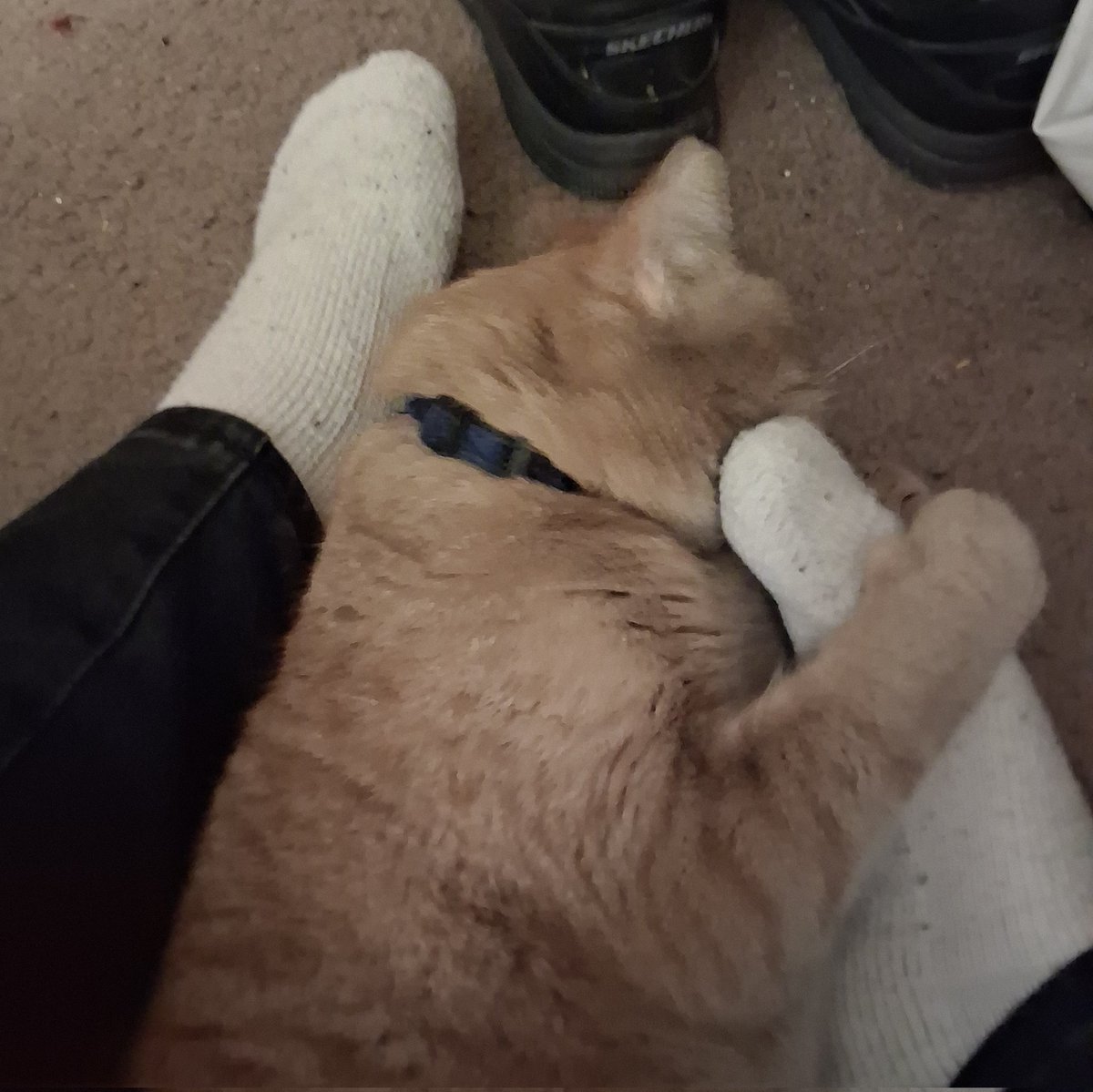 🦊 Senri ✴️ Eldritch Kitsune Queen tweet media