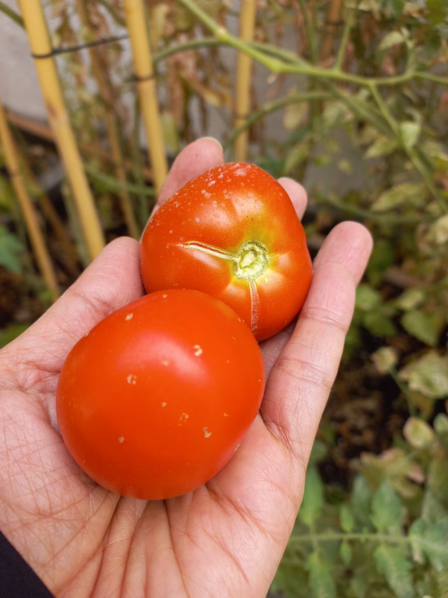 فلاسية 🇦🇪( هاوية للزراعة ومحبة للطبيعة)🇦🇪 tweet media