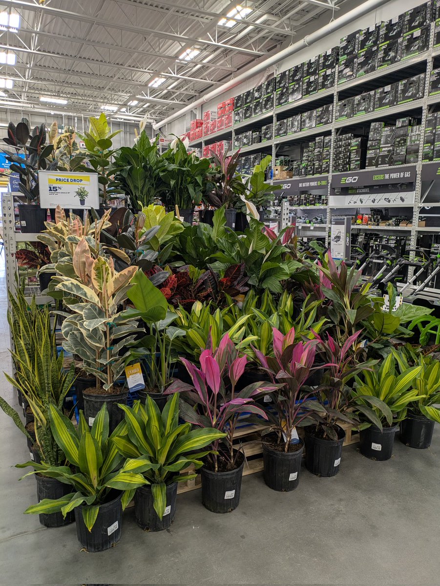 Rona+ Tropical plants....so beautiful!
#yql #plants #therapy