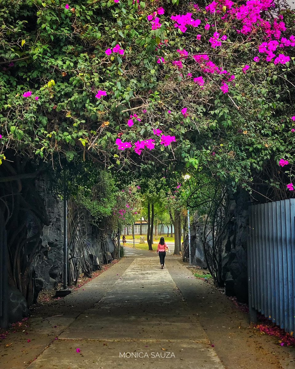 mosave_87's tweet photo. Sí, merezco una primavera, y no le debo nada a nadie.
Virginia Woolf
📷 IG: monicasauza
#cdmx #coyoacan #unam #ciudaduniversitaria #bugambilias https://t.co/lErNtUaz8L