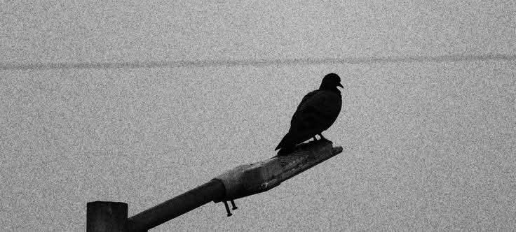 دِل مُضْطَــــــــــــــــــــر tweet media