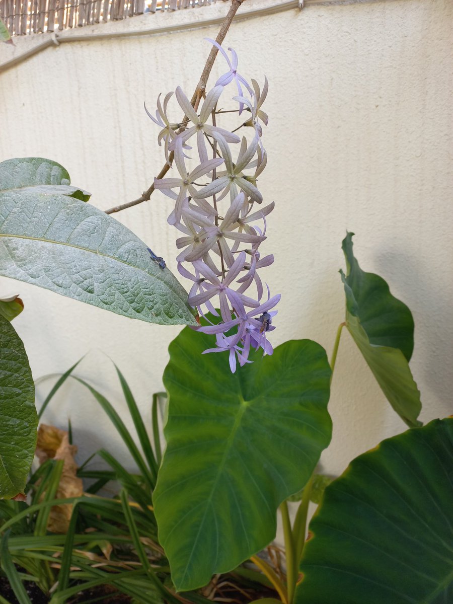 فلاسية 🇦🇪( هاوية للزراعة ومحبة للطبيعة)🇦🇪 tweet media