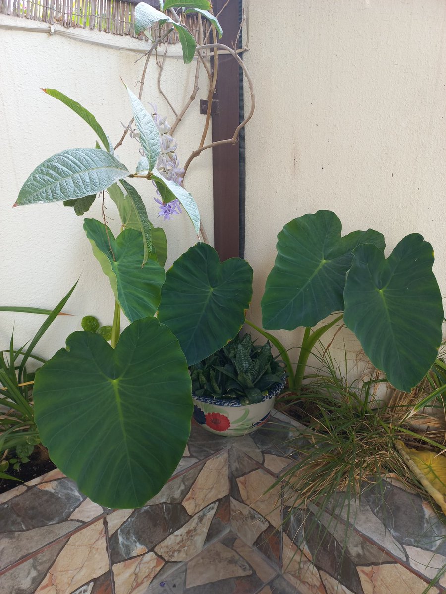 فلاسية 🇦🇪( هاوية للزراعة ومحبة للطبيعة)🇦🇪 tweet media