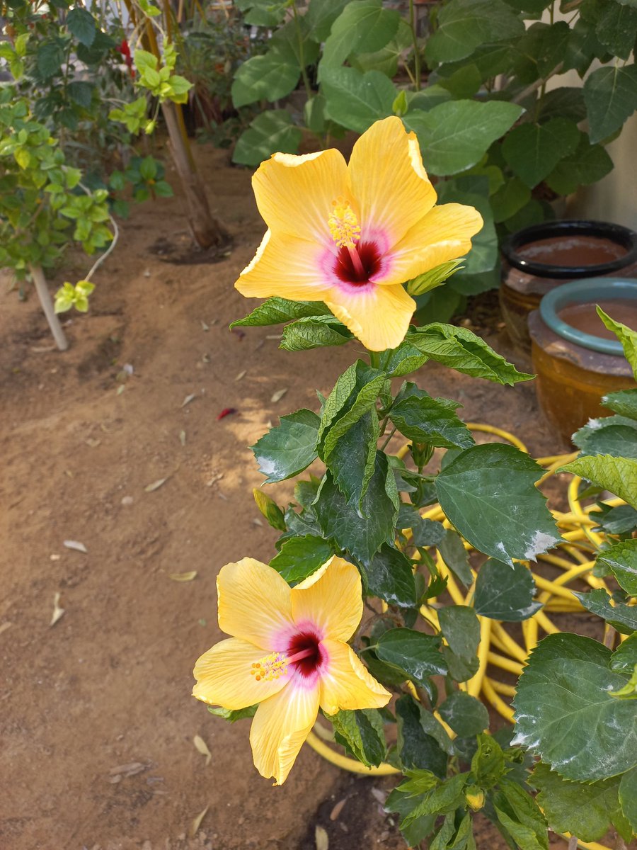 فلاسية 🇦🇪( هاوية للزراعة ومحبة للطبيعة)🇦🇪 tweet media