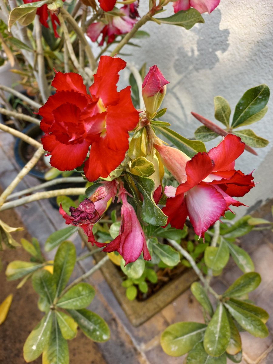 فلاسية 🇦🇪( هاوية للزراعة ومحبة للطبيعة)🇦🇪 tweet media