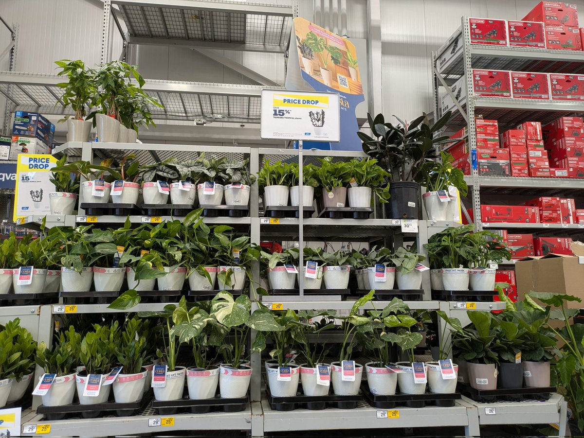 Rona+ Tropical plants....so beautiful!  Sale on now
#yql #plants #therapy