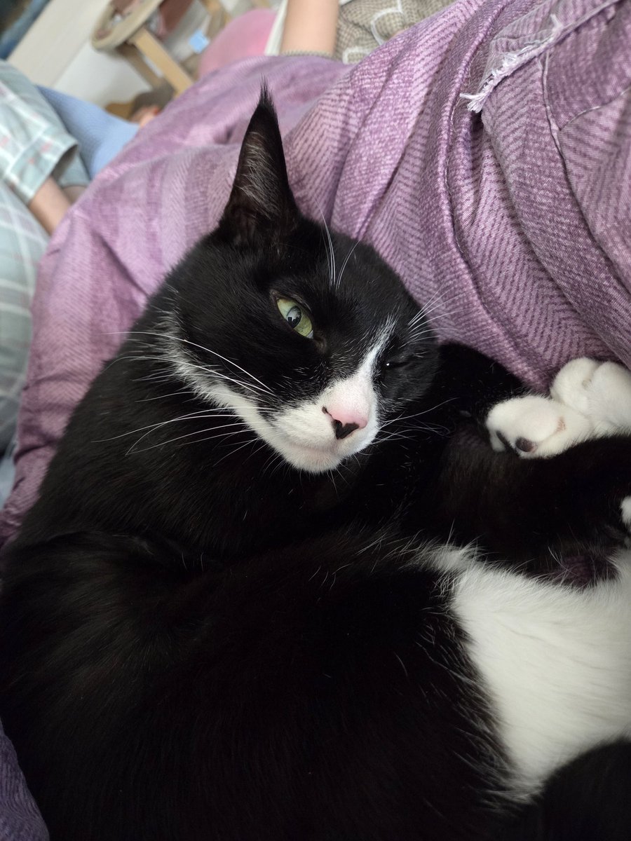 마즘니다 저의 로망묘는 삼색이카오스치즈
그리고 우리집고양이 고등어턱시도
그티만 세상제일사랑해 왕고앵이드라