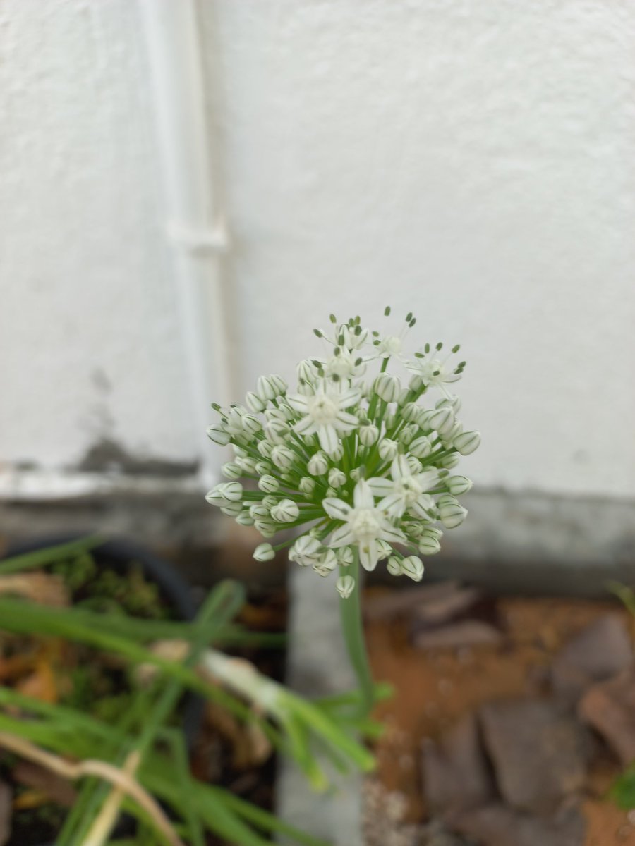 فلاسية 🇦🇪( هاوية للزراعة ومحبة للطبيعة)🇦🇪 tweet media