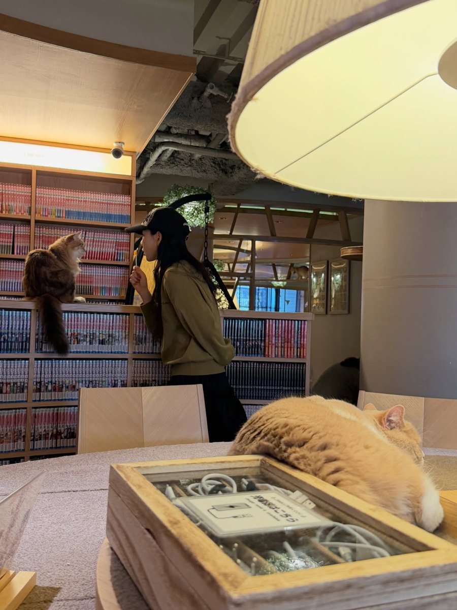 soshirevelae's tweet photo. taeyeon becoming a cat person im so 🥹 https://t.co/NdlrnhVO3E