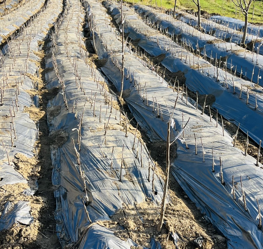 Chenab valley farming tweet media