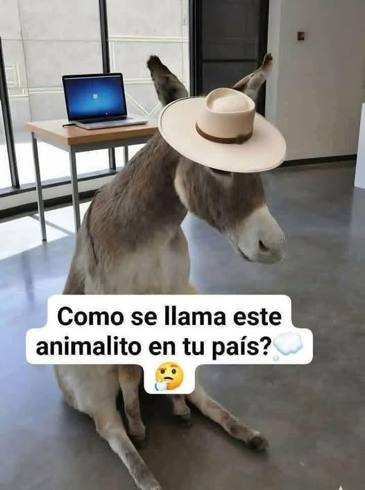 MANDANGA CON V DE VENGANZA tweet media