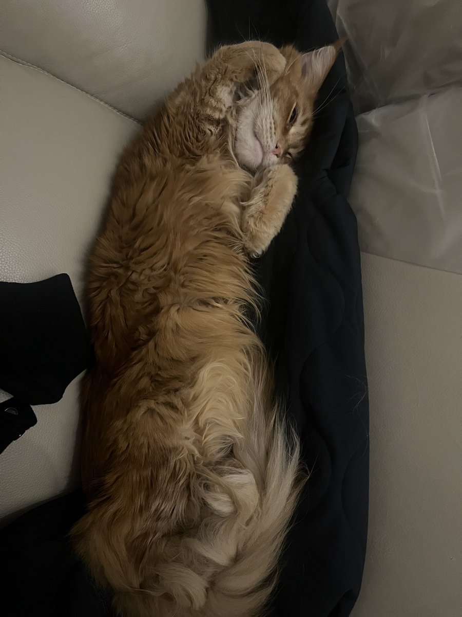 この猫、絶対自分が可愛いってわかってるよなー。脱ぎ捨てた洋服を奪い