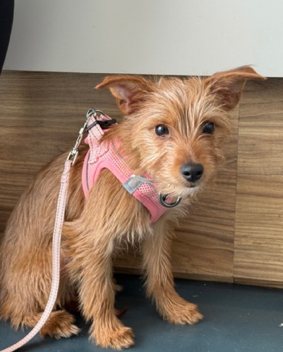 nyc_lilpaws2025's tweet image. Meet Broccolini 249211
She is only 4 months old and weighs 7 lbs
#NYCACC #AdoptMe 
Likes slow intros
Will do best in all adult home 
Can Broccolini come live with you?
nycacc.app/browse/249211
#Pledge4Rescue #foster #adopt