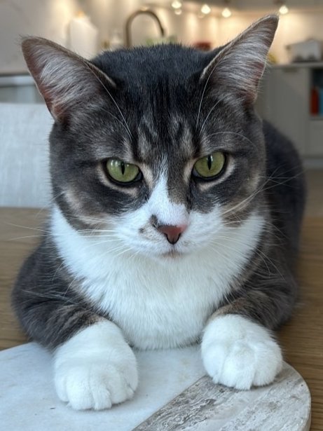 🇨🇦 Nico Carney, Purr Minister of Canada tweet media