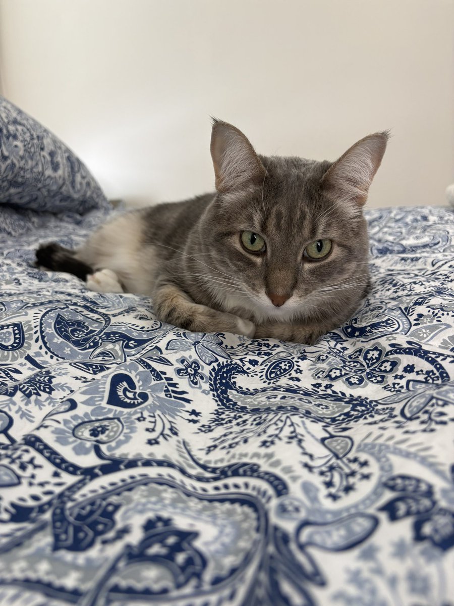 🇨🇦 Nico Carney, Purr Minister of Canada tweet media