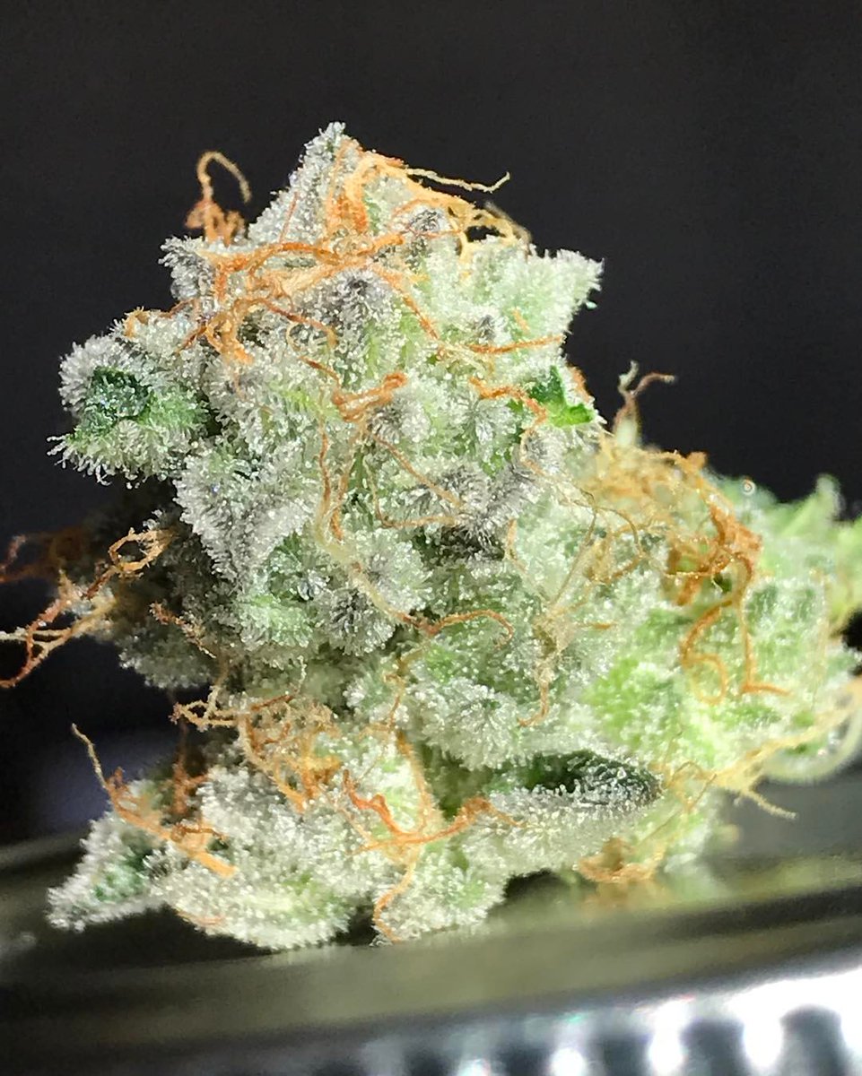 LoKeyFarms's tweet photo. 😛 Accidentally knocked off a small chunk of #LemonOG doin some plucking.. had to snap a pic.. WOW 💦💎🍋⛽️ #fireandice #frfr https://t.co/TGs2sutoGq