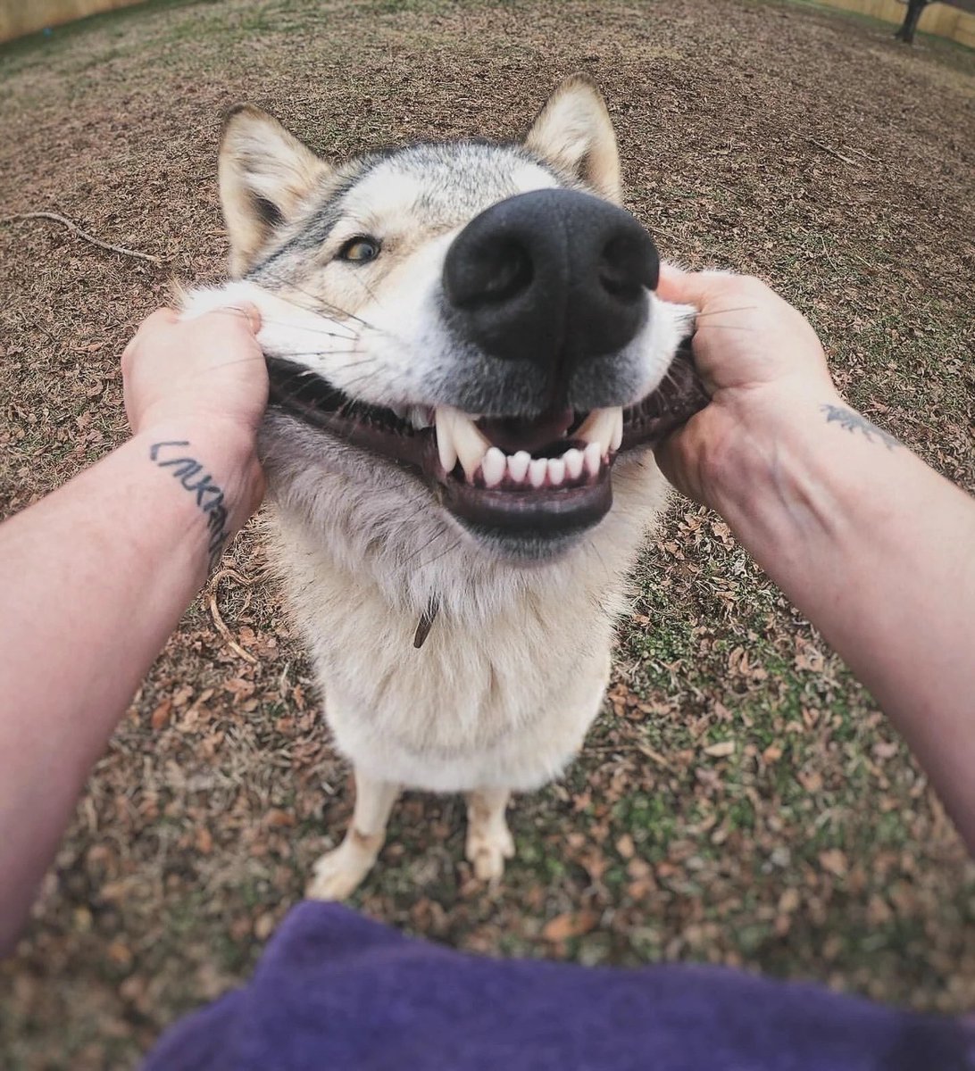 💜 NoonWuff 💜 🔜FWA tweet media