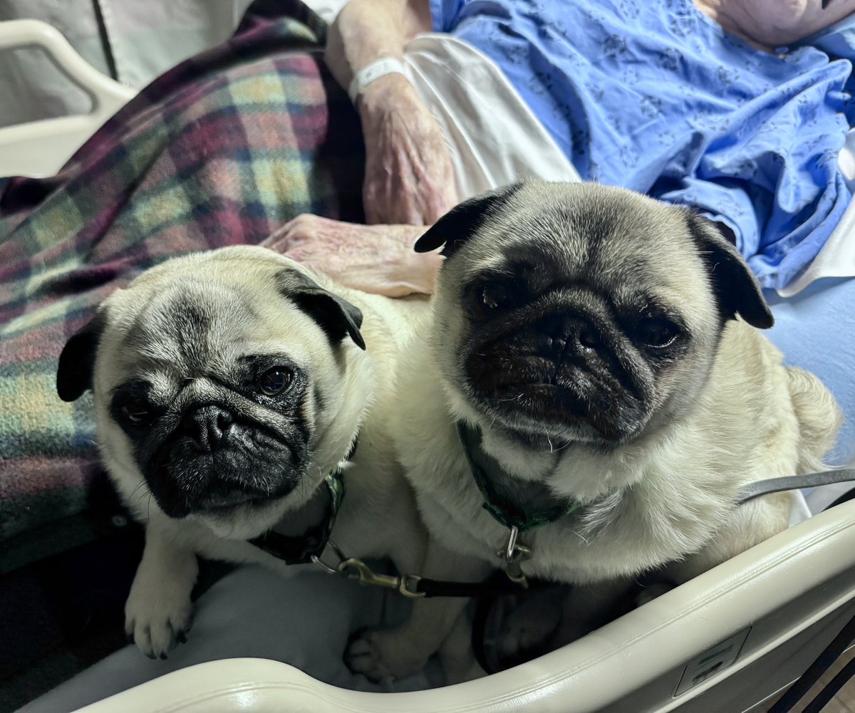 Zombie Pug & Crowley aka Lil C tweet media