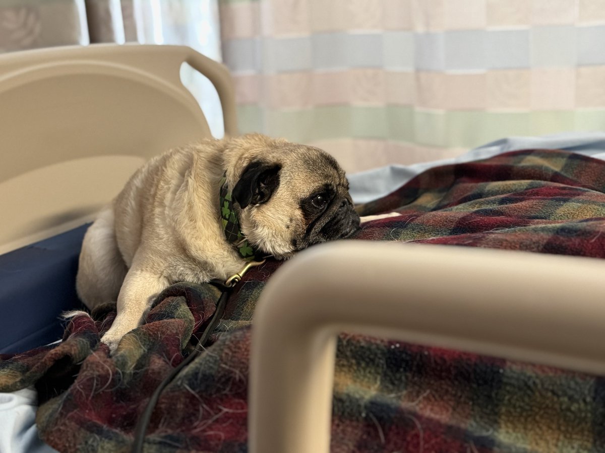 Zombie Pug & Crowley aka Lil C tweet media