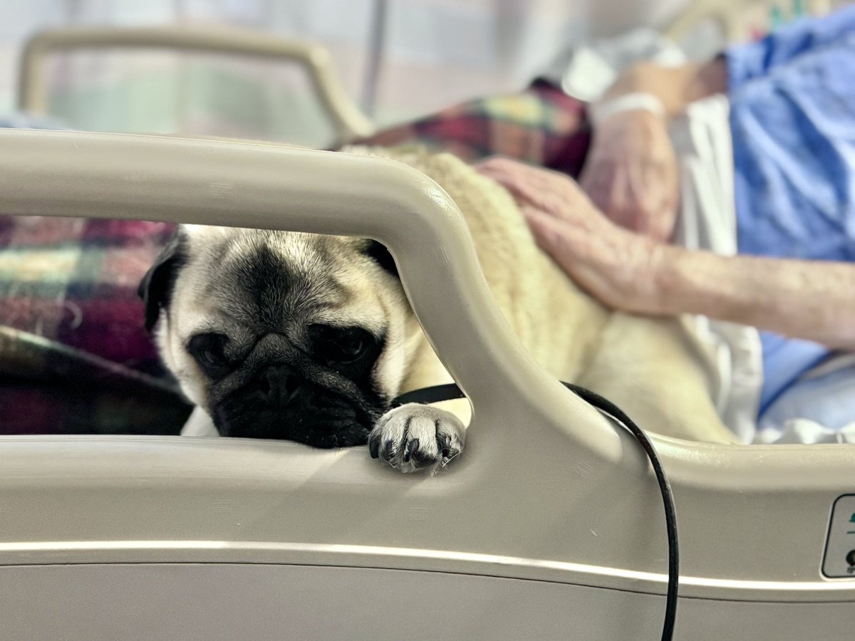 Zombie Pug & Crowley aka Lil C tweet media