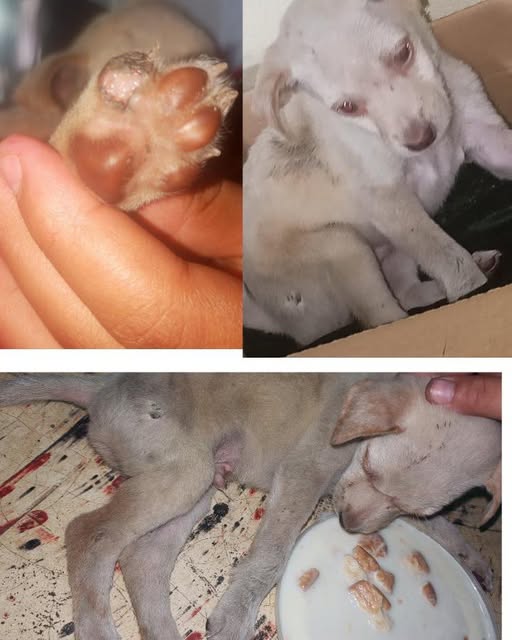 Carolina tweet media