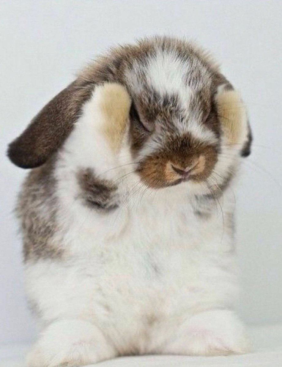 silly lily tweet media