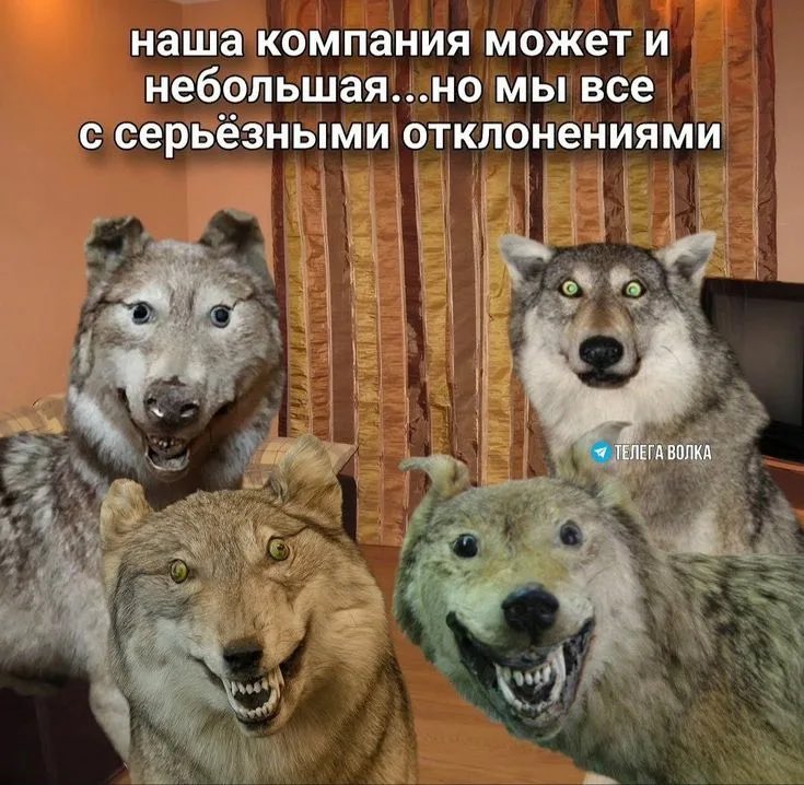 🐺🦊Kana Go🐉🐍 tweet media