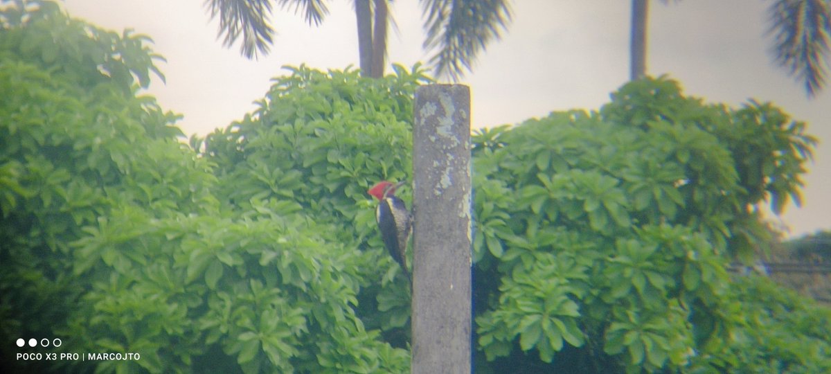 Marco Jair Trujillo tweet media