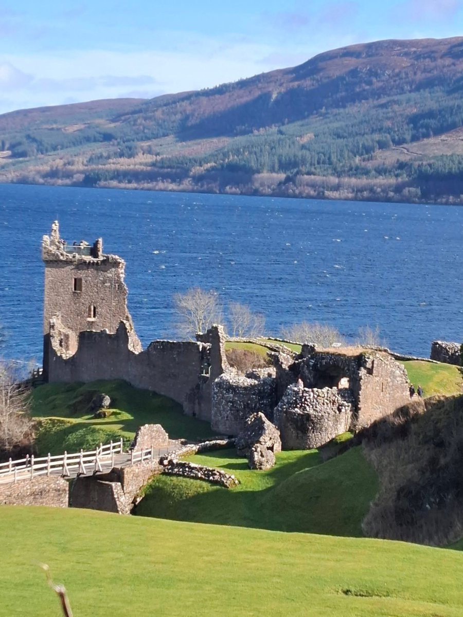 Island Bear tweet media