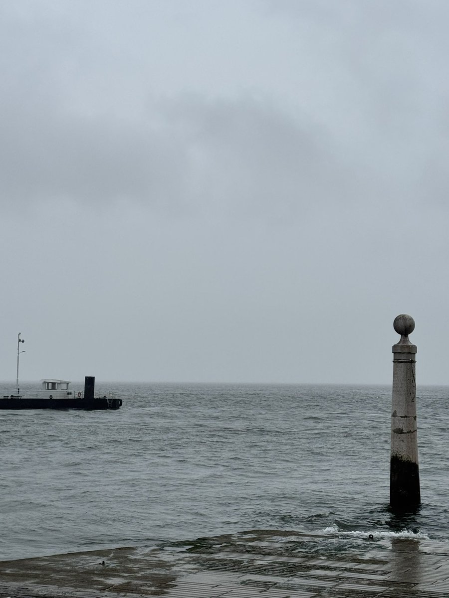 птичка tweet media