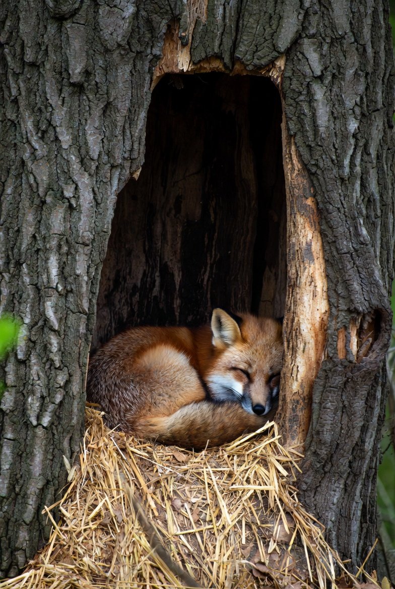 🦊狂った狐🦊 tweet media