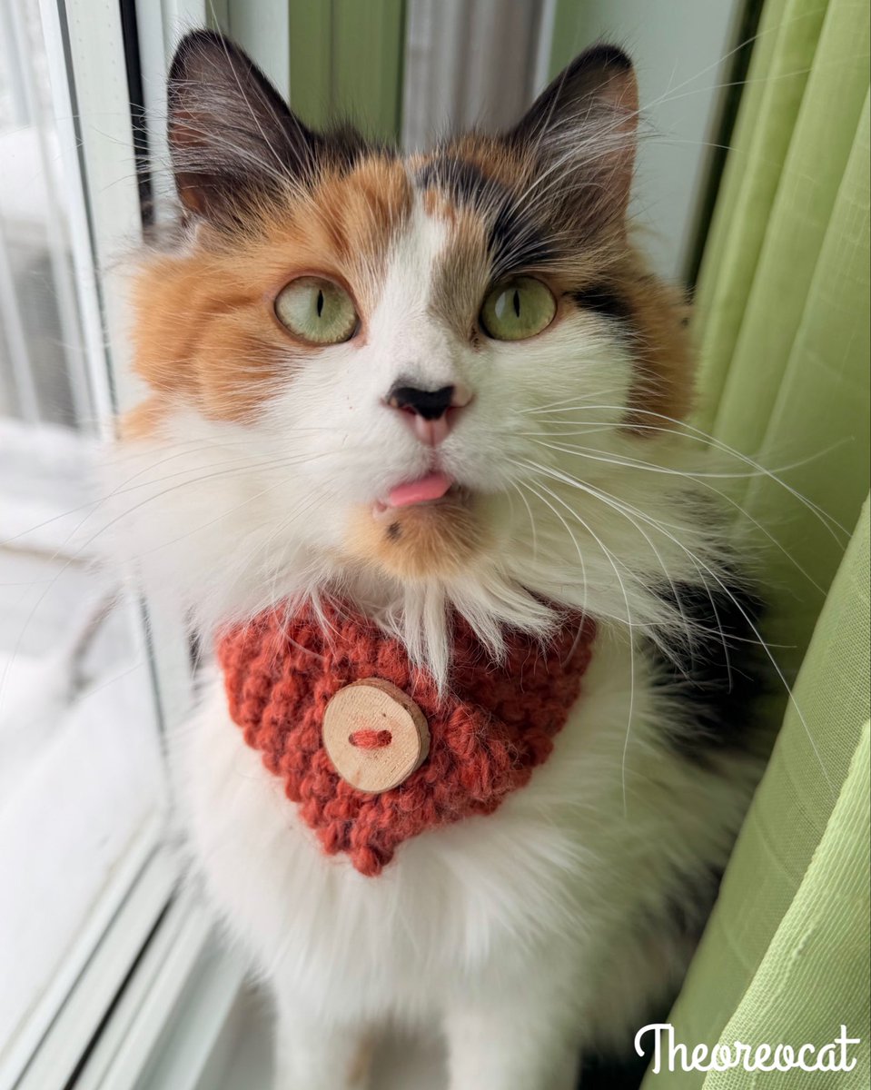 TheOreoCat's tweet image. Good morning everypawdy,
It’s winter again here today and we have lots of snow! My mom thinks the snow is pretty. She said that if I’m a good girl, I’ll get to play with some later! I’m excited!
~ Olive 🫒 

#snowday #caturday #theoreocat