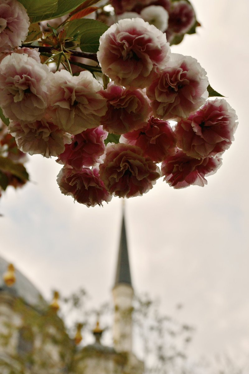 mosquesty tweet media