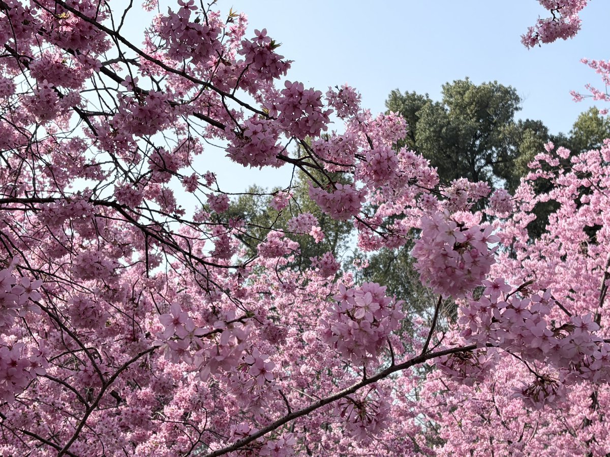 HaydenBi tweet media