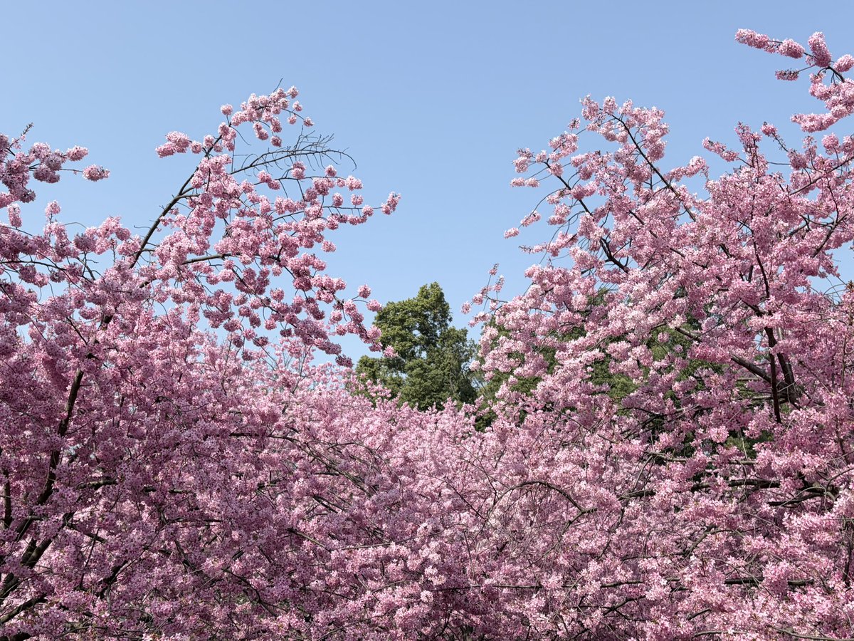 HaydenBi tweet media