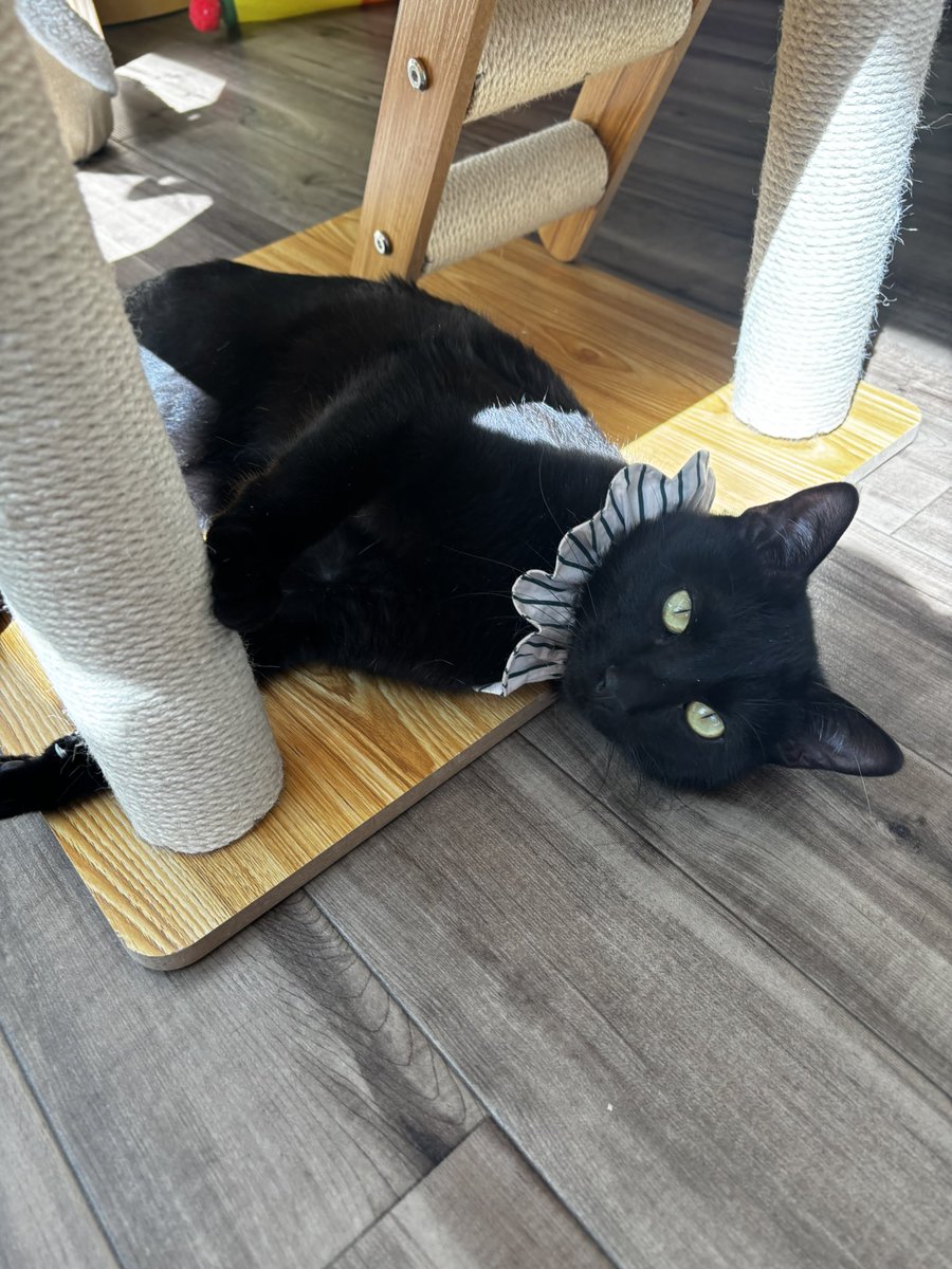 かわい子ちゃんに会いに来てニャ💕
#保護猫サロンねこのマーチ
#相模原駅
#保護猫カフェ
#就労継続支援B型
#猫