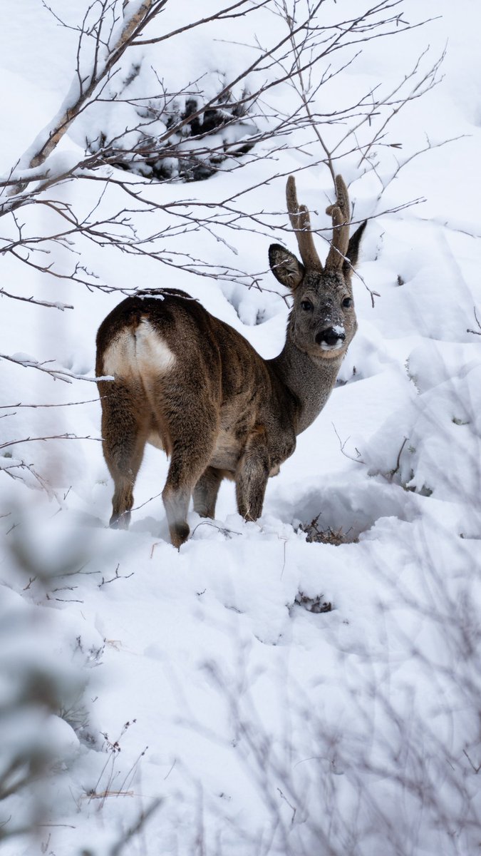 ᴍɪᴋᴇ.ʟᴀᴍᴀɴᴅᴇ́ 📷 - Auvergne⛰️ tweet media