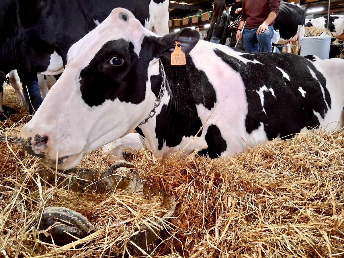 AvancamAlaior's tweet photo. 🐮 Fira del Camp a #Alaior! Arriba el cap de setmana de la pagesia de #Menorca!
✅ Proximitat, qualitat i sostenibilitat. https://t.co/Ndj7cNQRek