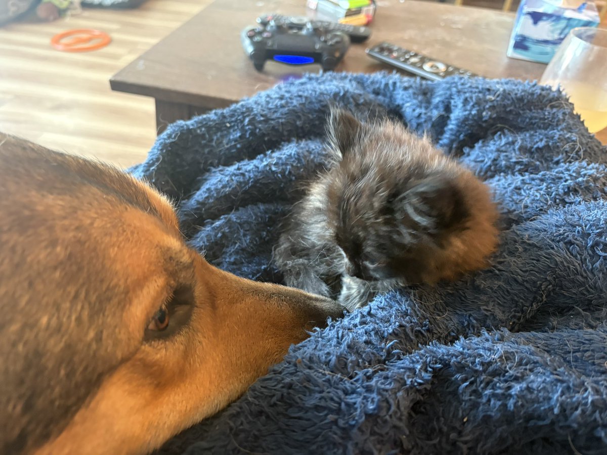 Kristin Raworth 🇨🇦 tweet media