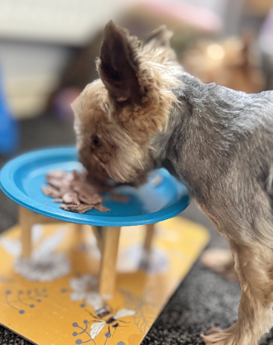 Lord Billy (oh, and Beatrix) tweet media