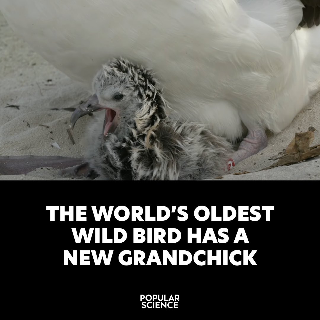 Popular Science tweet media