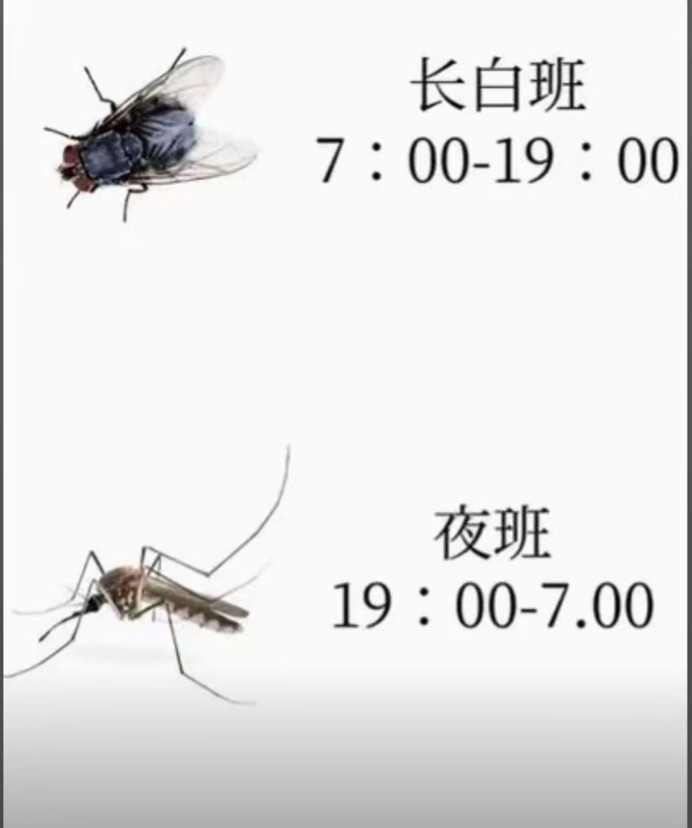 夏季限定双子星