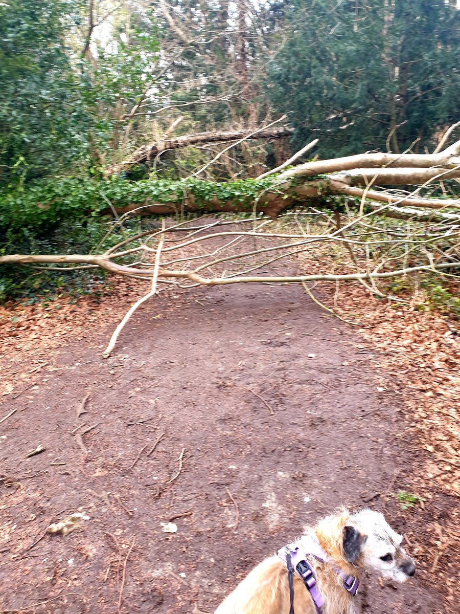 borderpup tweet media