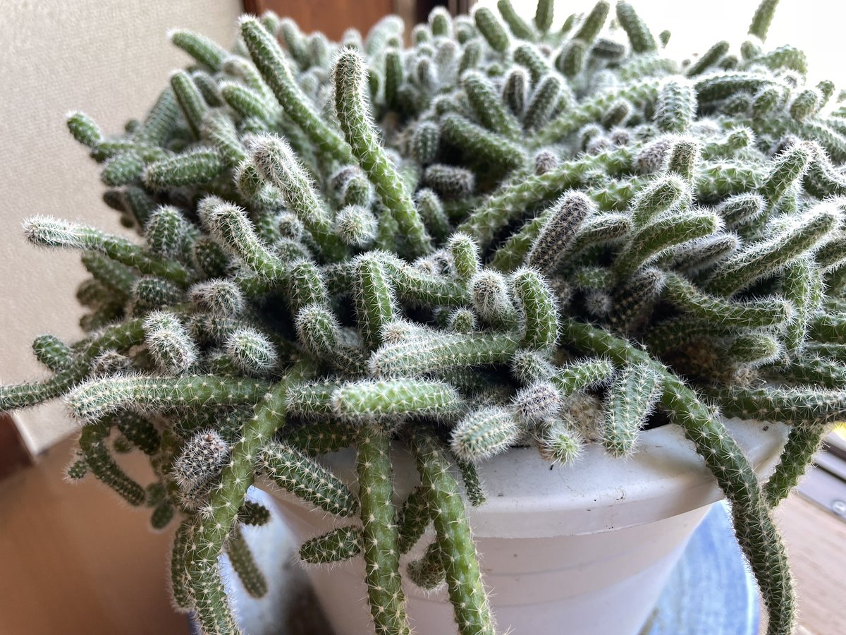 チシャ猫 tweet media