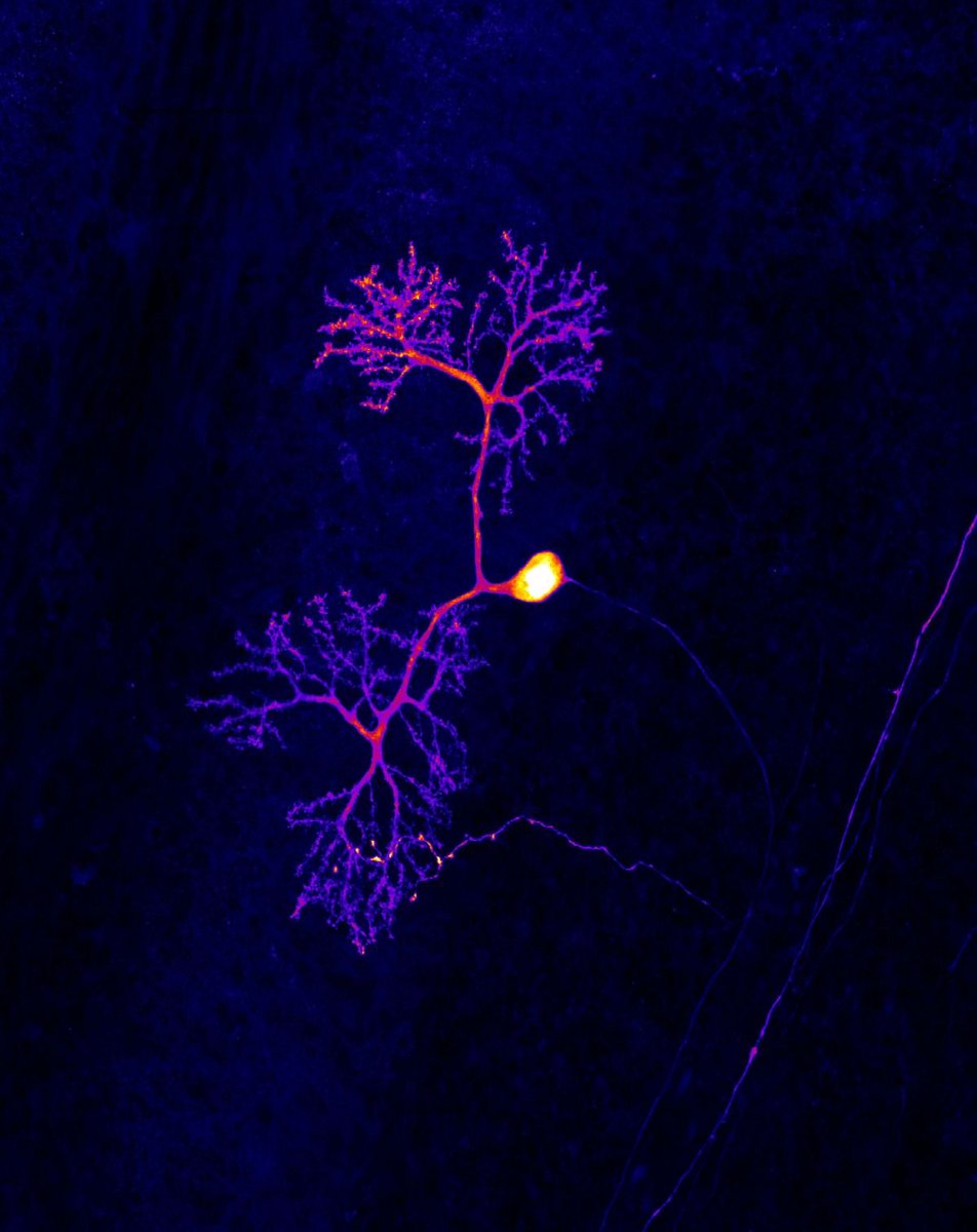 BasedBiohacker tweet media