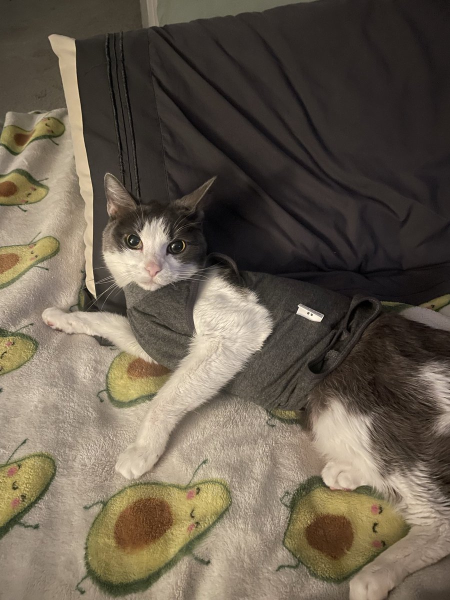 cozy rosie 📚 6/30 tweet media