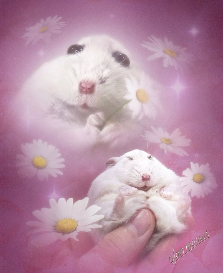 noe 🌸 tweet media