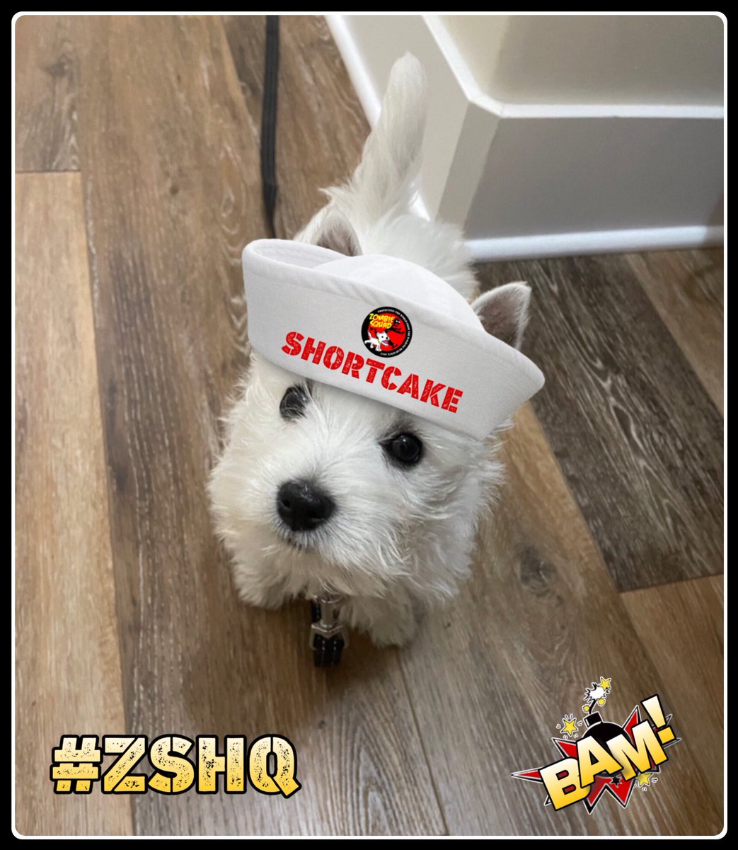 🐶 GENERAL SHORTCAKE tweet media