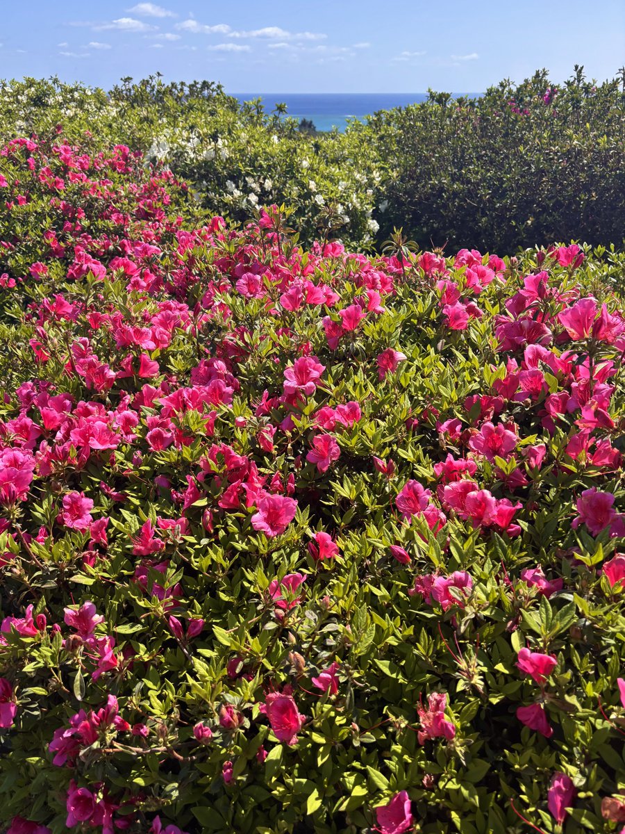 daichan🦈 tweet media