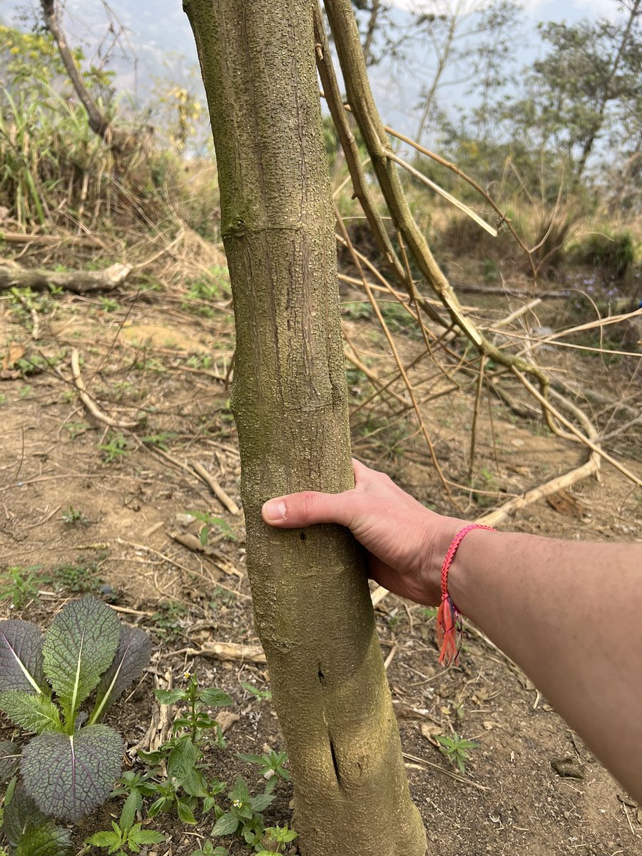 Łаηdrąćę Вureaմ tweet media